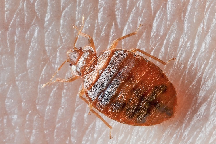 Get Rid of Bed Bugs